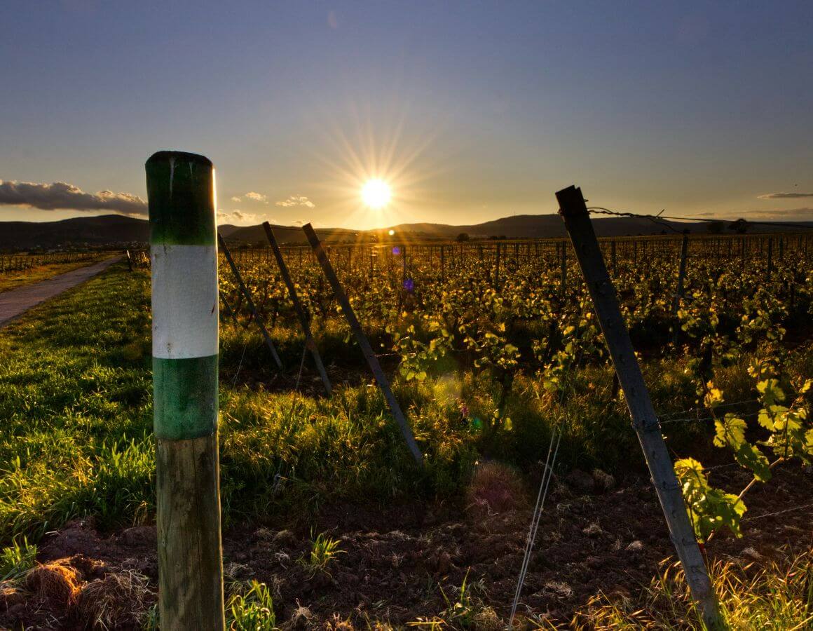weinübersetzung burgenland