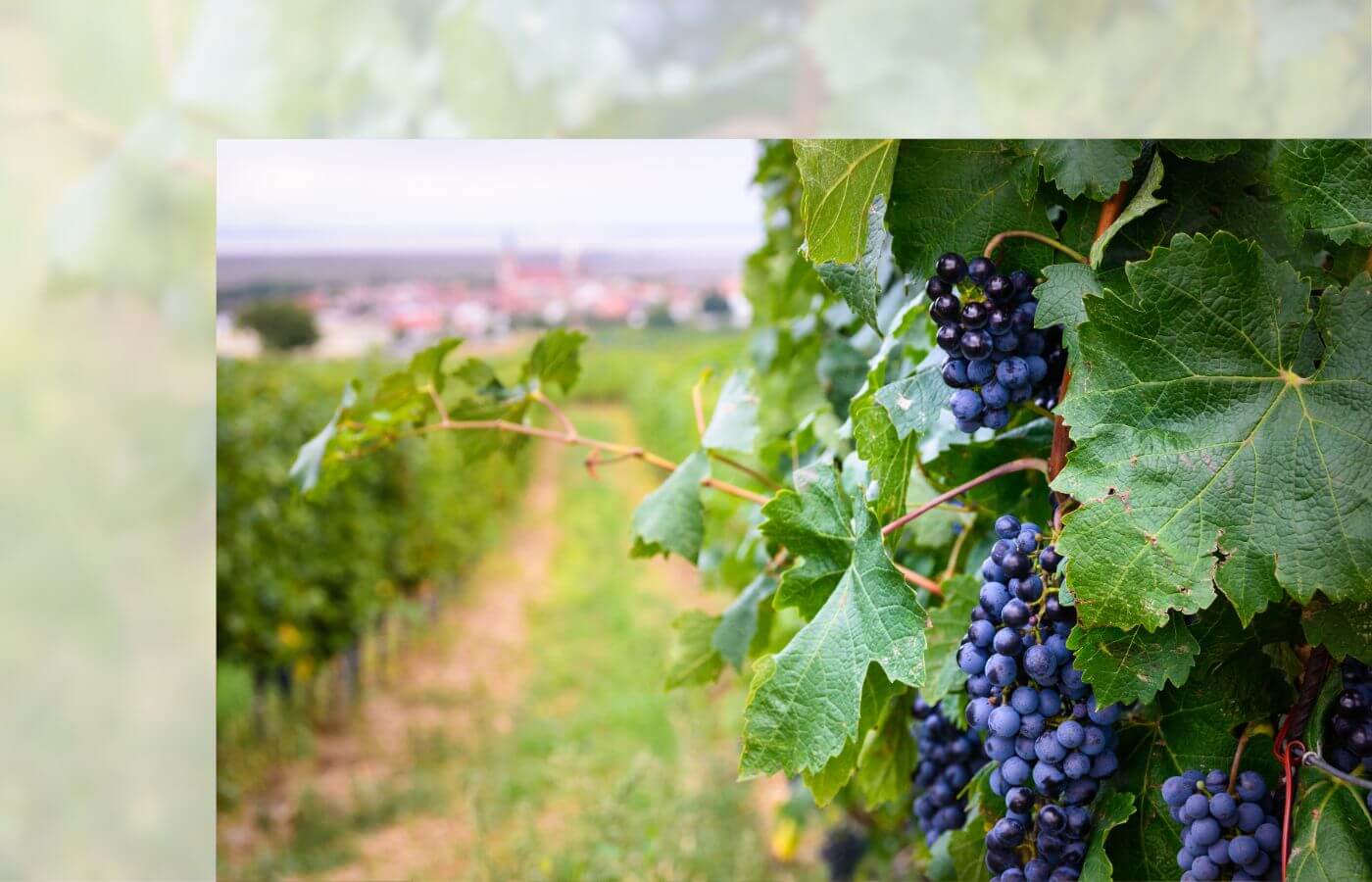 übersetzungen rund um wein